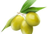 Yeşil Zeytin